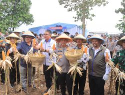 Momen Saat Kapolda Jabar Pimpin Panen Raya Jagung Kuartal II 2026 di Indramayu