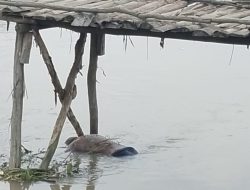 Geger! Mayat Lansia Telanjang Dada Ditemukan Hanyut Tersangkut Jembatan Kayu di Indramayu