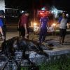 Sapi Kurban 430 Kilogram di Jatibarang Indramayu Tercebur Sungai, Damkar Turun Tangan