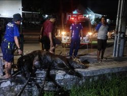 Sapi Kurban 430 Kilogram di Jatibarang Indramayu Tercebur Sungai, Damkar Turun Tangan
