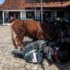 Sapi Kurban Ngamuk di Kroya Indramayu, Sejumlah Motor Diseruduk!