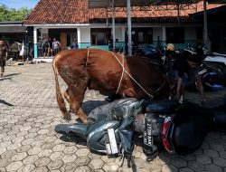 Sapi Kurban Ngamuk di Kroya Indramayu, Sejumlah Motor Diseruduk!