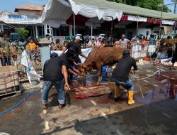Kisah Warga Sukaurip Indramayu yang Konsisten Kurban Hingga Belasan Sapi Setiap Tahunnya