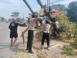 Pohon Tumbang di Pantura Lohbener Indramayu, Arus Lalu Lintas Sempat Terganggu, Kini Dievakuasi Polisi
