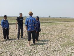 KTNA Ingatkan Pemerintah 10.673 Hektare Sawah di Indramayu Saat Ini Berstatus Terancam Puso, Desak Pendistribusian Air