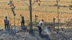 Asap Tebal Pembakaran Jerami Ganggu Pengendara di Tol Cipali KM 131, Polisi Turun Tangan Padamkan Api