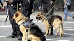 Anjing K9 Penjaga SCBD Digaji Sebesar Rp 15 Juta, Setara 5 Kali Lipat UMR Indramayu