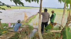Polisi Imbau Petani di Indramayu Tak Pasang Jebakan Listrik untuk Basmi Tikus