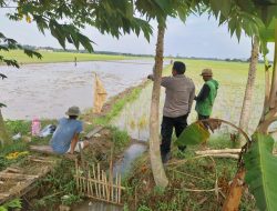 Polisi Imbau Petani di Indramayu Tak Pasang Jebakan Listrik untuk Basmi Tikus
