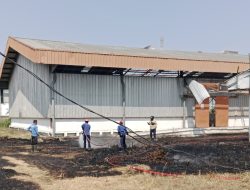 Kebakaran Ilalang Nyaris Hanguskan Gudang Pupuk di Indramayu, Awalnya Dipicu Oleh Aktivitas Bakar Sampah
