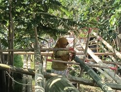 Di Balik Tiang Panjat Pinang Lomba 17 Agustusan di Indramayu, Ada Perjuangan Susi yang Hidupi Keluarga dan Pekerjakan Tetangga