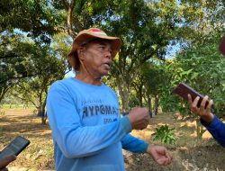Dilema Petani Desa Lobener Lor Indramayu, Air Ada tapi Sawah Tetap Kekeringan, Bibit Padi yang Baru Disemai Mati