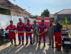 Ular Sanca 5 Meter yang Selama Ini Bikin Resah Warga Desa Singajaya Indramayu Berhasil Dievakuasi Damkar