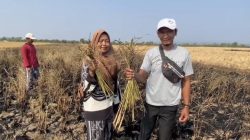 Pilu Petani di Majalengka! Padi Sudah Kekeringan, Kini Ludes Terbakar Saat Hendak Dipanen