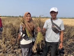 Pilu Petani di Majalengka! Padi Sudah Kekeringan, Kini Ludes Terbakar Saat Hendak Dipanen
