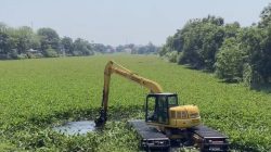 Upaya Penyelamatan Sungai Cimanuk Lama Indramayu yang Hilang Ditelan Jutaan Eceng Gondok
