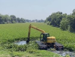 Upaya Penyelamatan Sungai Cimanuk Lama Indramayu yang Hilang Ditelan Jutaan Eceng Gondok