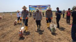 Indramayu Jadi Andalan Produksi Jagung di Jawa Barat untuk Dukung Swasembada Pangan