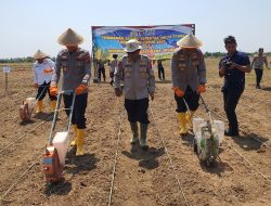 Indramayu Jadi Andalan Produksi Jagung di Jawa Barat untuk Dukung Swasembada Pangan