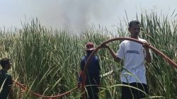 Hutan Kota Kayu Putih Indramayu Terbakar, Api Nyaris Merambat ke Rumah Warga