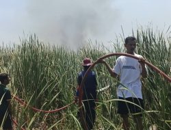 Hutan Kota Kayu Putih Indramayu Terbakar, Api Nyaris Merambat ke Rumah Warga