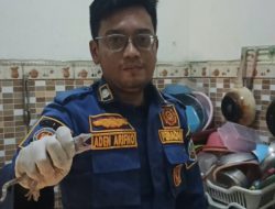 Panik Ada Tokek Muncul Malam-malam di Dapur, Warga Indramayu Minta Tolong ke Damkar